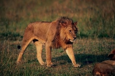 lion